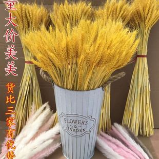 直销天然稻穗麦穗天然k假花花束室内干花水稻客厅田园装 饰五谷丰