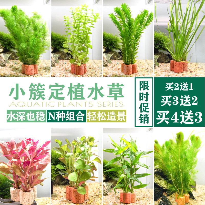 金鱼草水草价格 金鱼草水草图片 星期三 金鱼草水草价格 金鱼草水草图片 星期三