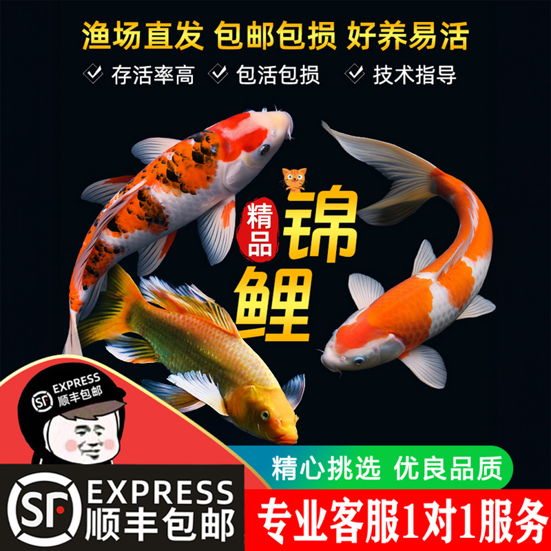 顺丰锦鲤鱼活鱼冷水淡水鱼苗观赏鱼金鱼小型好养耐活纯种红鲤三色