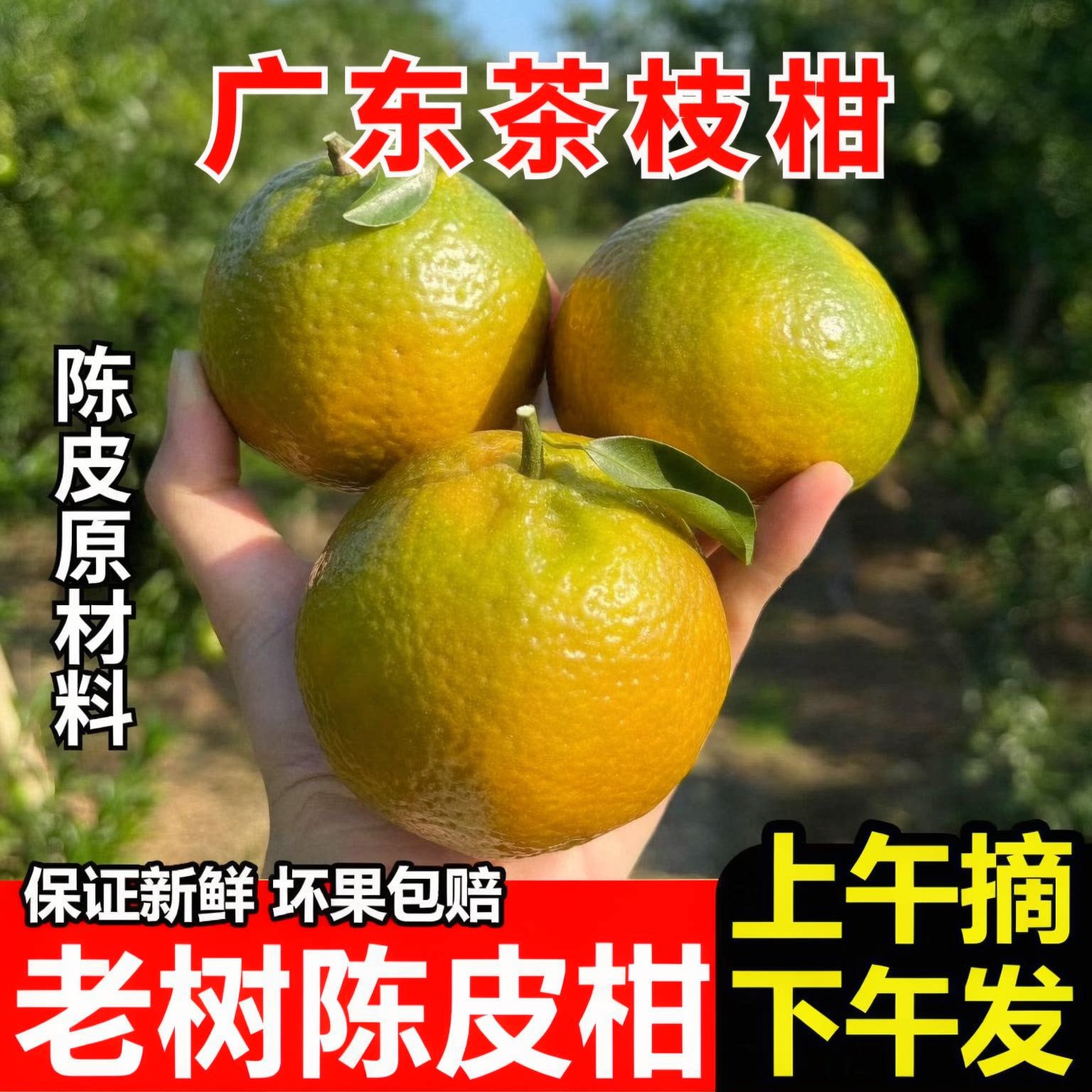 新会陈皮柑四会茶枝柑