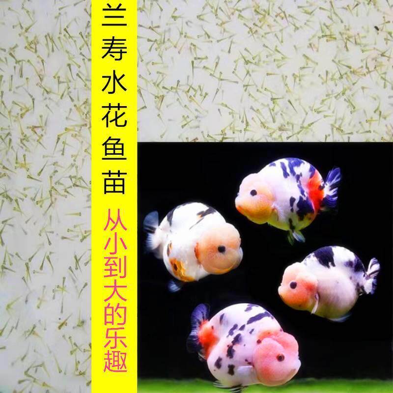 水花鱼苗兰寿金鱼针苗观赏鱼优质小鱼潘氏小尾奶牛玉兔2024包邮