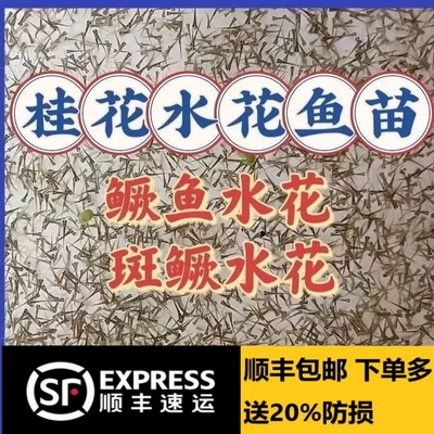 鳜鱼苗桂花鱼苗水花淡水养殖食用凶猛班鳜鱼苗鲈鱼苗丁桂鱼苗水库