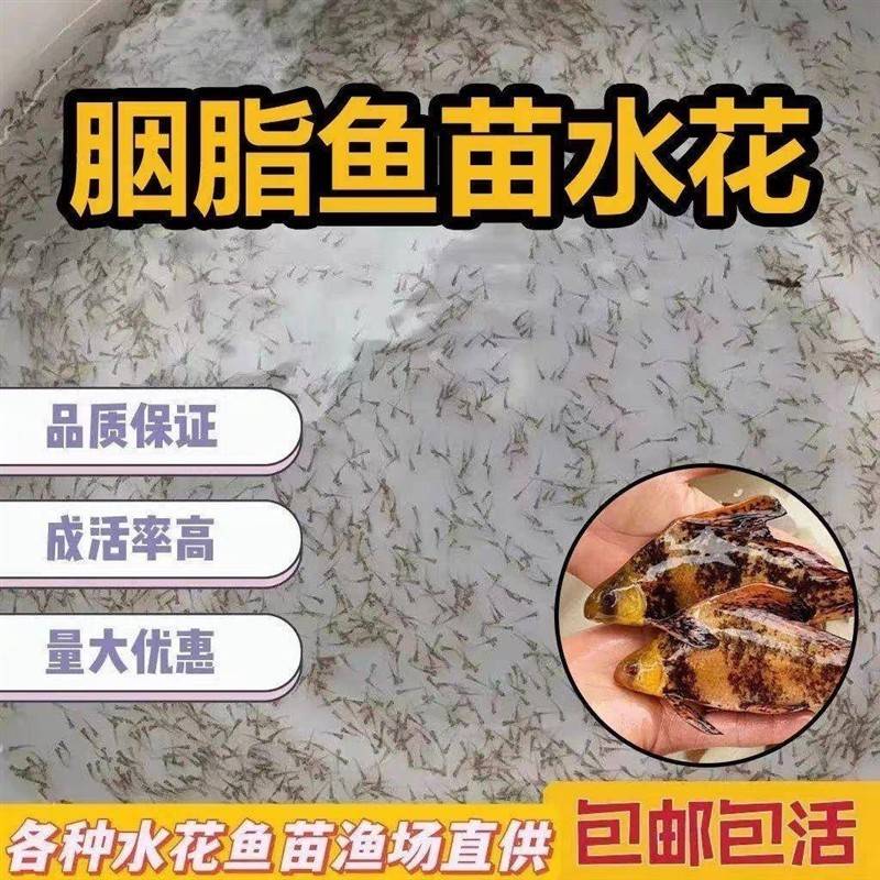一帆风顺鱼苗水花 胭脂鱼水花苗 淡水养殖食用高档大型冷水鱼包邮