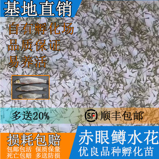 赤眼鳟鱼苗红眼鳟赤眼鱼爱跳适应性强淡水养殖食用鱼生杂食路亚鱼