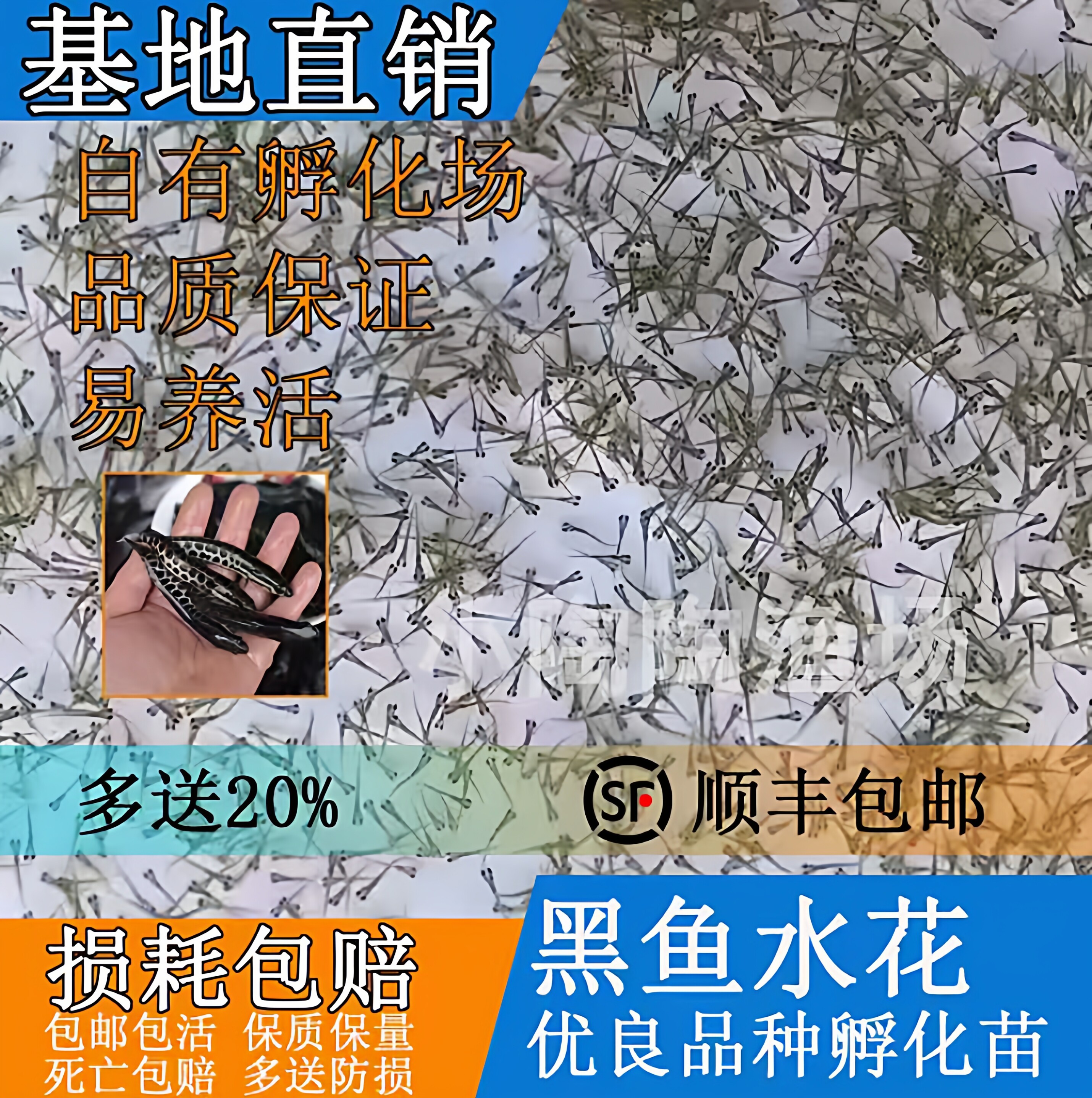 黑鱼水花苗小黑鱼苗杂交生鱼乌鳢鱼乌鱼财鱼苗大黑鱼好养水花鱼苗