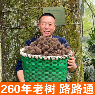 野生路路通中药材500g六六通枫球子枫树球果子枫香果中草药泡脚澡