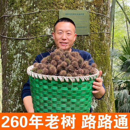 野生路路通中药材500g六六通枫球子枫树球果子枫香果中草药泡脚澡