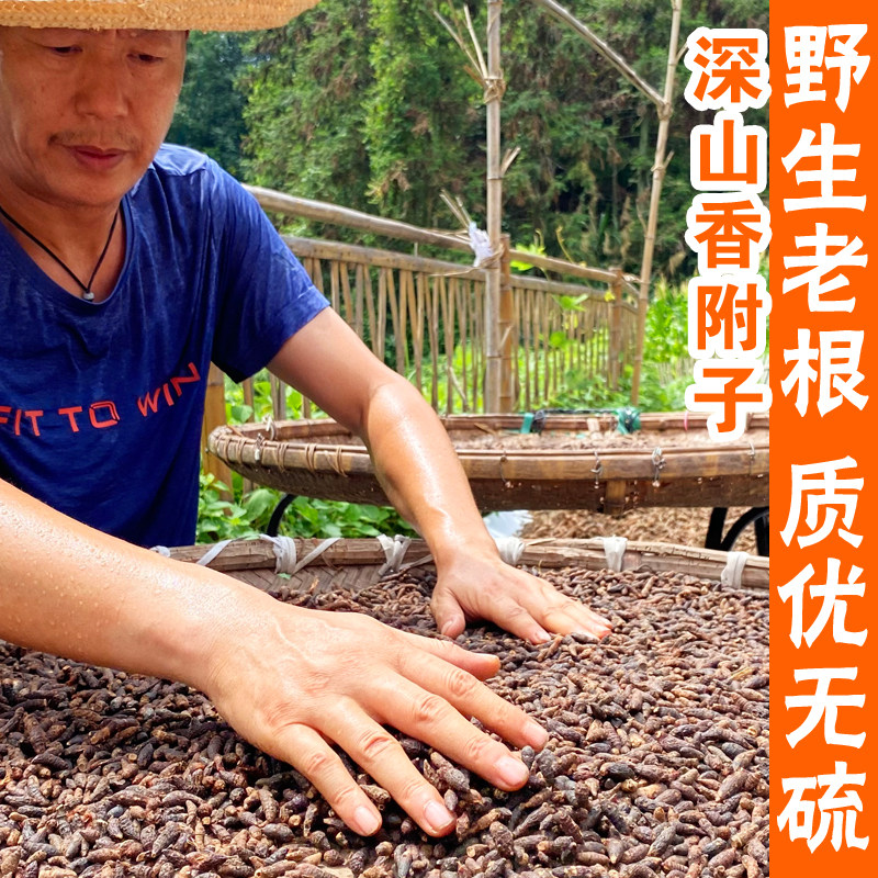 野生无硫香附中药材500g新鲜生香附干货香附子根香附粉莎草根草药
