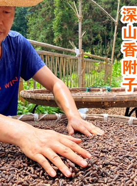 野生无硫香附中药材500g新鲜生香附干货香附子根香附粉莎草根草药