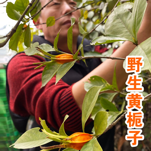 野生黄栀子中药香料无硫无添加