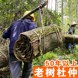 张家界深山杜仲中药材500g杜仲皮泡酒泡水喝去粗皮杜仲茶泡酒料