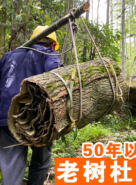 张家界深山老树厚皮杜仲丝多味浓