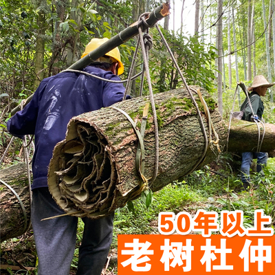 张家界深山老树厚皮杜仲丝多味浓