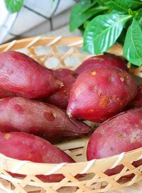 鸡蛋薯新鲜红薯农家自种蜜薯糖心地瓜板栗番薯山芋红皮黄心