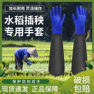 插秧手套专用下田水田加长薄款栽秧防水稻播水稻耐用女士加厚胶皮