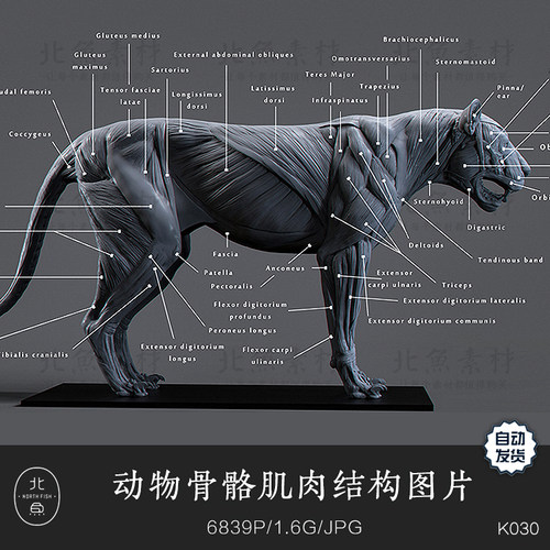 动物骨骼肌肉结构图片资料素材 生物解刨线稿图谱绘画艺术参考