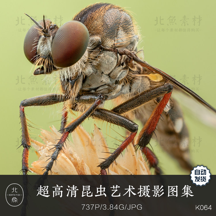 超高清昆虫艺术摄影图集 生物纹理造型结构写真临摹绘画参考素材