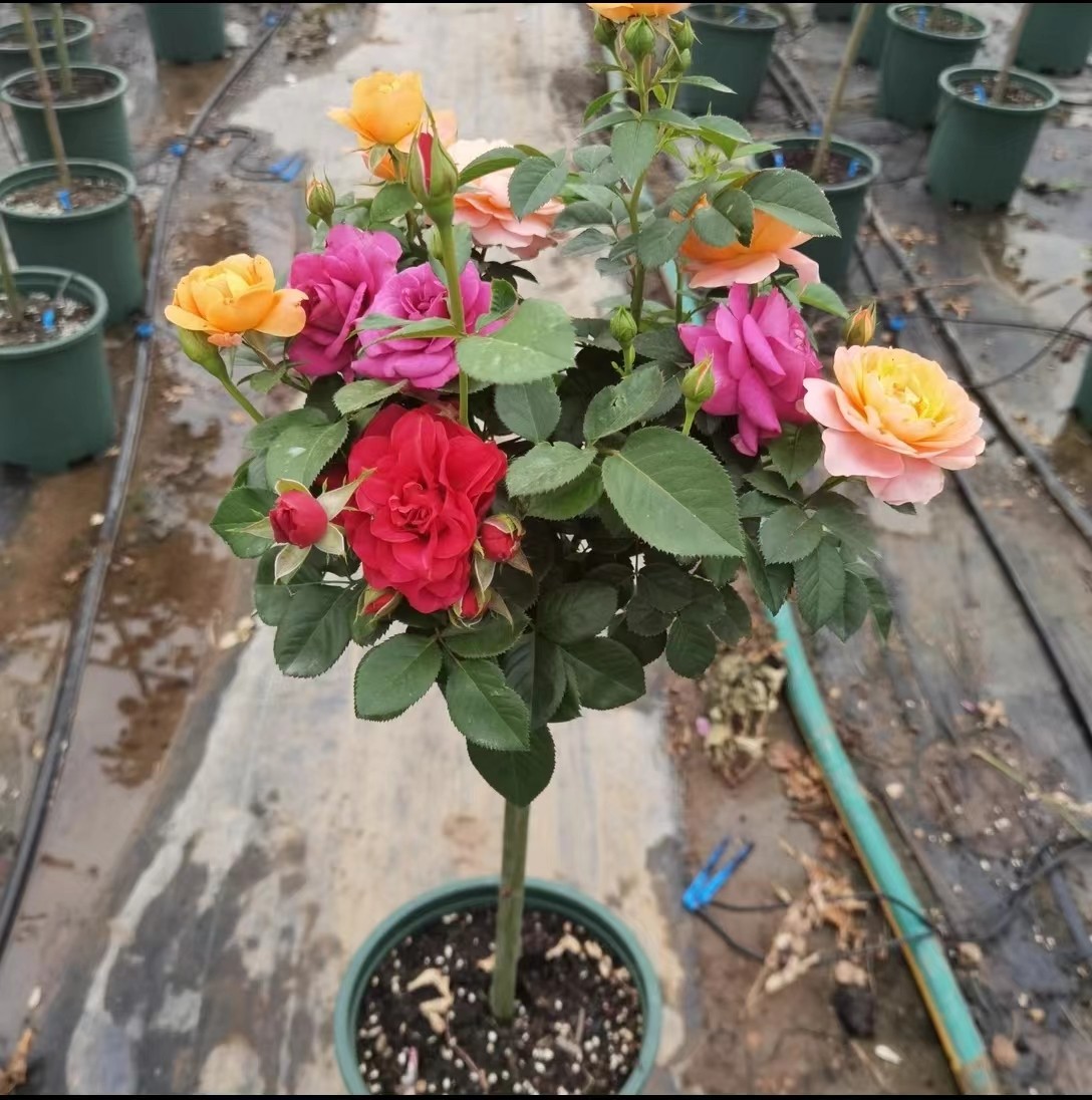 树桩月季特大花多色棒棒糖树状型庭院植物四季开花玫瑰花树苗老桩,鲜花速递/花卉仿真/绿植园艺,月季/蔷薇/玫瑰,淘宝优惠券,粉丝福利购,淘宝优惠卷