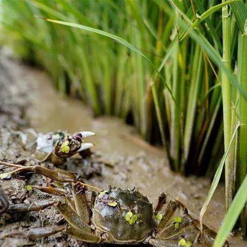 农家蟹田2024年新盘锦大米不抛光好吃不贵，2袋一共40斤包邮