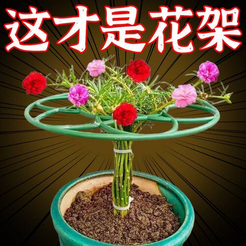 太阳花棒棒糖造型支架叶仙人掌