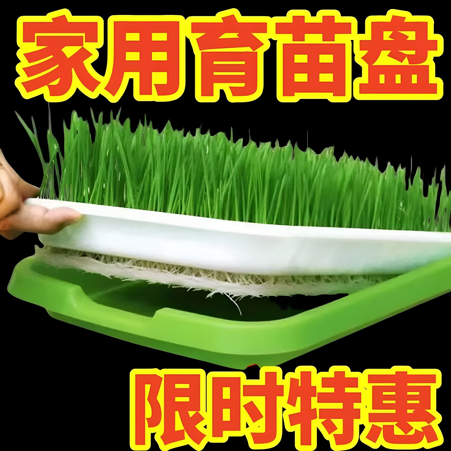 豆芽发芽盆水培蔬菜设备豌豆苗种植架无土栽培托家用芽苗菜育苗盘