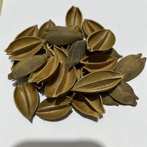 梧桐壳天然风干干花壳装饰手工diy环创干花材料梧桐壳染色果壳