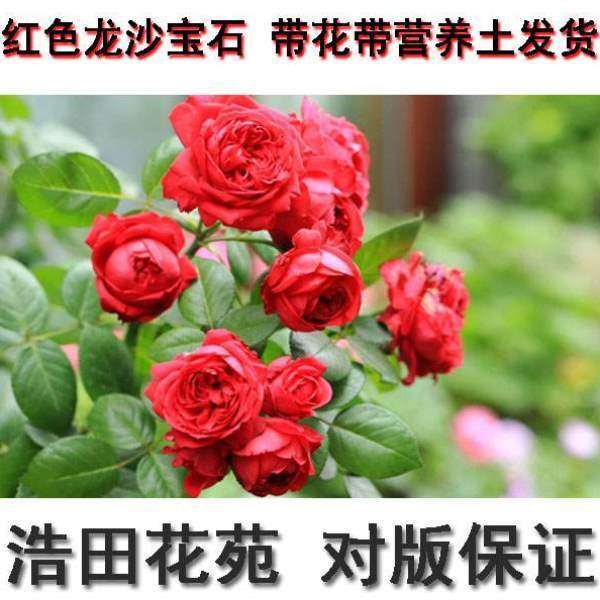 庭院大花欧月爬耐热花苗多花浓香宝石四季季红色龙沙藤藤本,鲜花速递/花卉仿真/绿植园艺,月季/蔷薇/玫瑰,淘宝优惠券,粉丝福利购,淘宝优惠卷