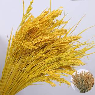 麦穗天然拍摄干花稻谷背景五谷杂粮小麦拍照道具装饰花束水稻稻穗