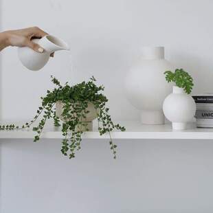 钱书桌私生活搁板植物耐阴吊百万植物小型装饰藤心串垂绿植