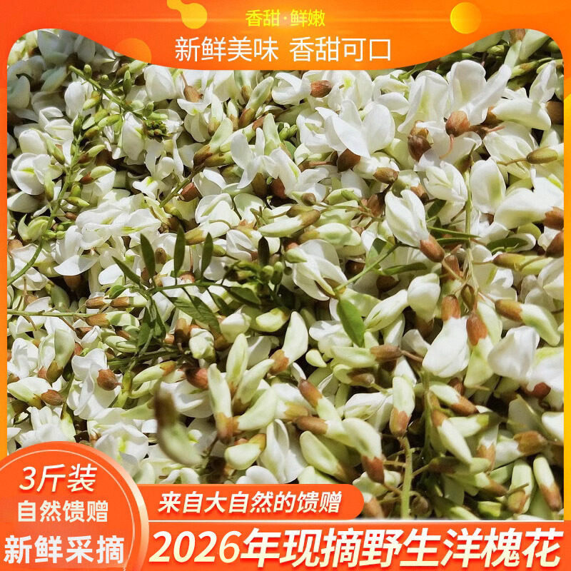 2026洋槐花新鲜杨槐花骨朵花苞榆钱儿非干槐花 现摘槐花野菜3斤