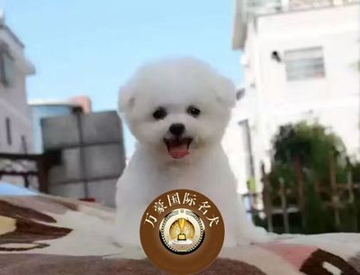 北京出售比熊茶杯白色幼犬包邮