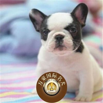 北京出售法国黑白花色幼犬包邮