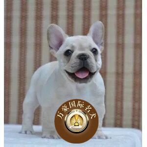 北京出售纯种法国白色活体幼犬