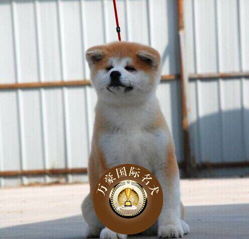 纯种血统日本秋田犬幼犬 出售日系秋田活体宠物狗 忠犬八公原型