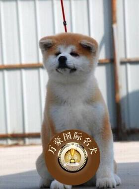 纯种出售日系活体秋田犬