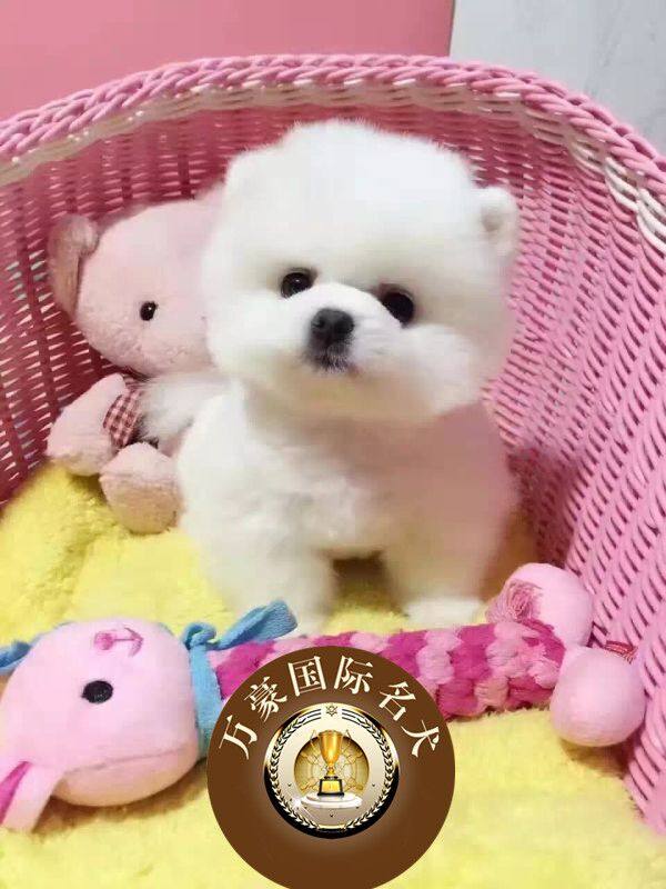 纯种血统哈多利球体奶油色博美犬幼犬 黄色俊介活体宠物狗 可送货