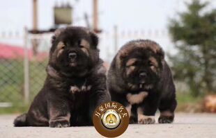 北京出售看家护卫纯种高加索幼犬大骨量宠物狗保健康包邮北京上门