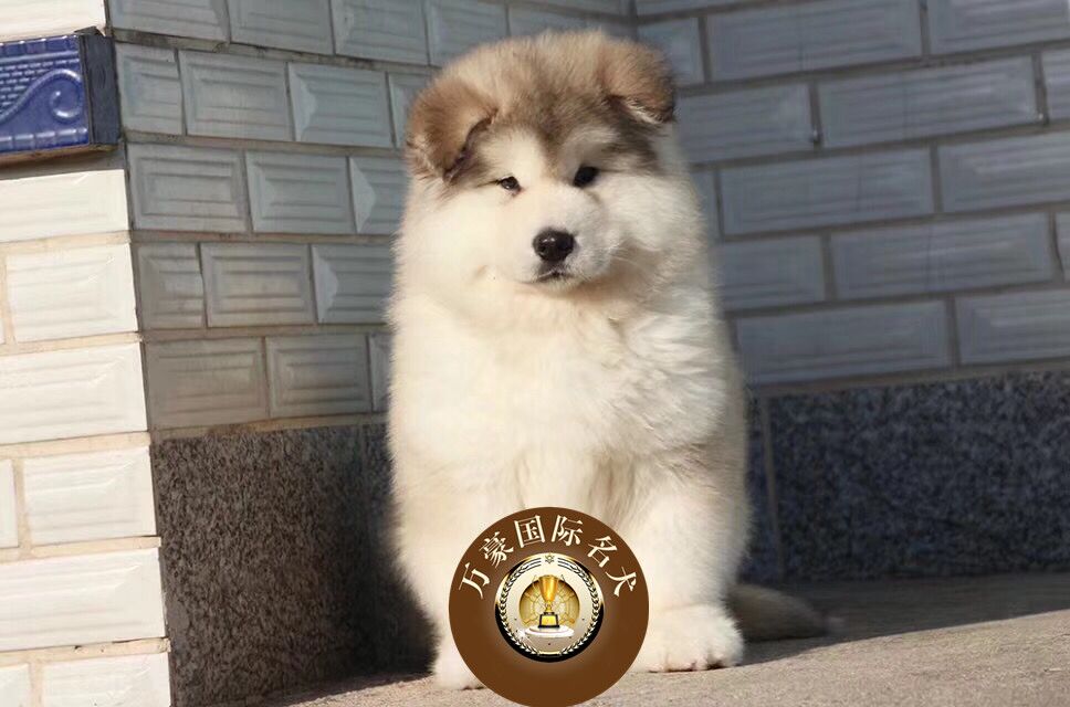 巨型阿拉斯加雪橇犬幼犬出售 纯种血统灰色阿拉斯加活体宠物狗狗