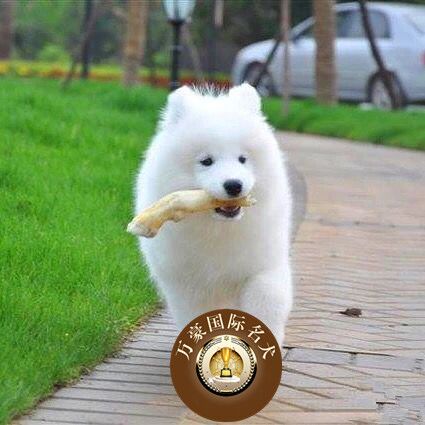 出售纯种血统萨摩耶幼犬赛级熊版活体宠物狗 北京及周边可送货