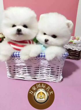 北京狗场出售茶杯球体博美幼犬奶油白色茶杯宠物狗活体 外地包运