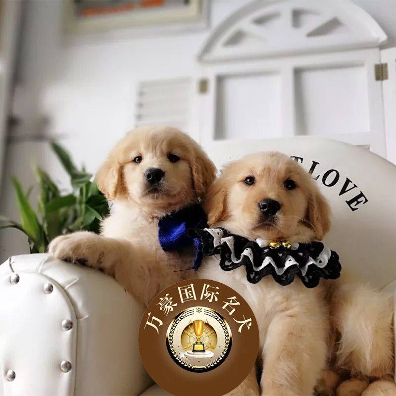 北京正规狗场出售纯种金毛幼犬 赛级血统宠物狗活体 外地可空运