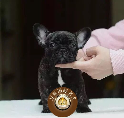 北京犬舍出售纯种法国斗牛幼犬赛级黑虎皮色活体宠物狗 外地包邮