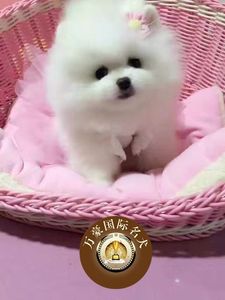 超小体博美犬纯种茶杯犬袖珍犬俊介博美幼犬狗狗 北京送货上门