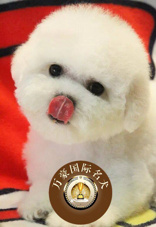 北京正规狗场出售纯种茶杯比熊幼犬 赛级宠物狗活体 外地空运包邮