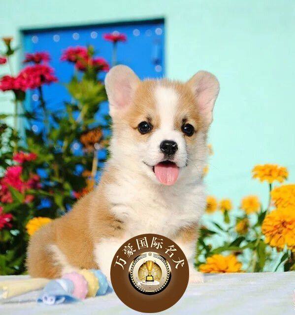 出售纯种柯基犬幼犬 双色三色柯基犬 威尔士短腿柯基犬活体宠物狗