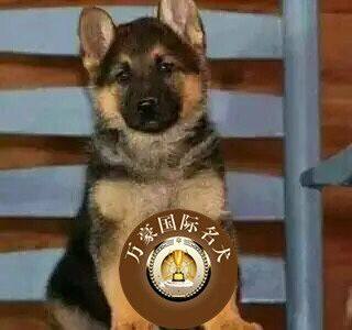 纯种血统赛级德国牧羊犬黑背幼犬德系牧羊犬活体黑背弓背宠物狗狗