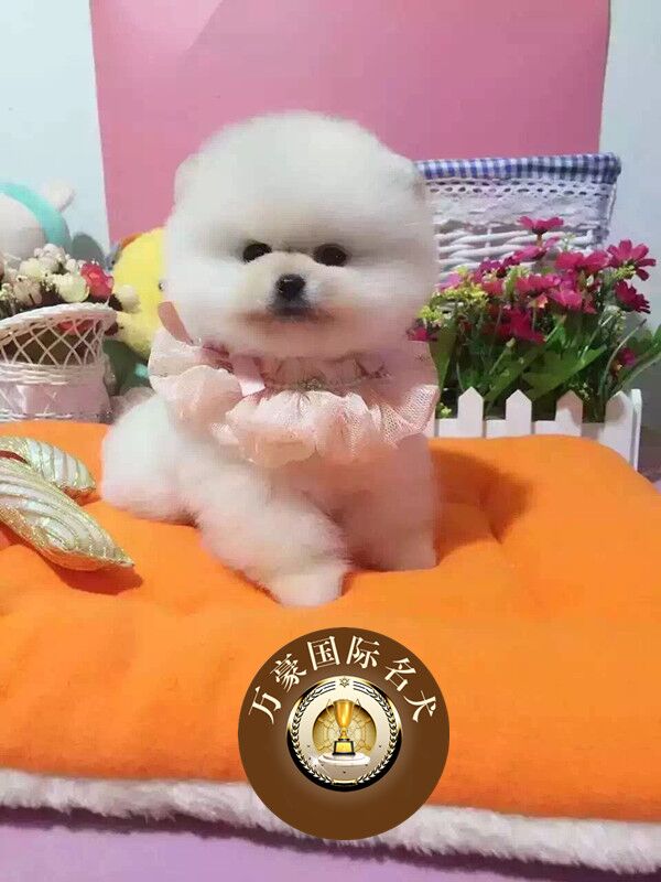 纯种血统哈多利球体博美犬幼犬 出售奶白色俊杰活体宠物狗 可送货