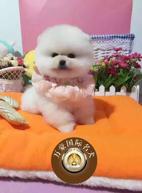 纯种哈多利出售活体博美犬送货