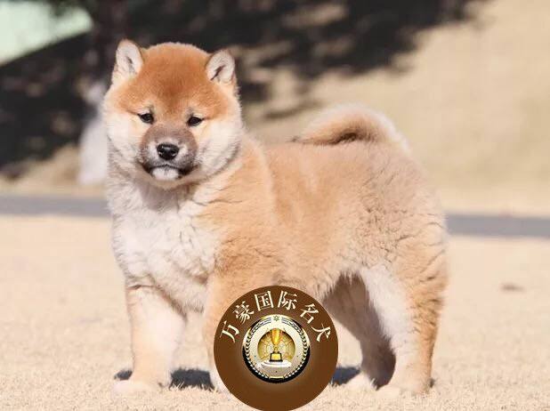 北京犬舍出售纯种日本系黑赤色小柴幼犬 活体宠物狗 外地空运