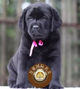 北京犬舍出售纯种拉布拉多幼犬黑色赛级宠物狗活体北京周边可送货